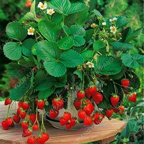 30 Pcs -Four Seasons Potted Red Strawberry Fruit Bonsai Perennial Results Balcony Flower Bonsais Of Fruits And Vegetables seeds