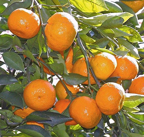 Creative Farmer Orange Tree Fruit Seeds For Terrace Garden Fruit Seeds Garden Pack - 10Pcs