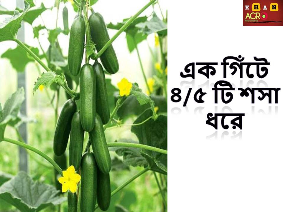 Cucumber Seed-Multiple Fruits Cucumber Seed 10 seeds