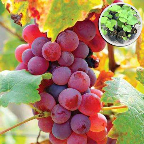 All season red grape seed (seed) -20 pieces seed